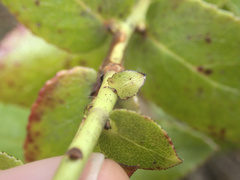 Gaultheria oppositifolia