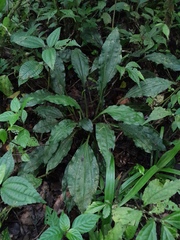 Calanthe