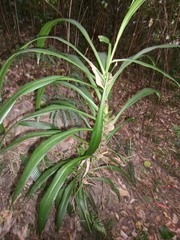 Cordyline stricta