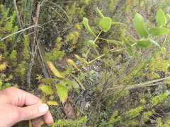 Gaultheria oppositifolia