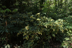 Flemingia strobilifera