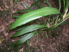 Cordyline stricta