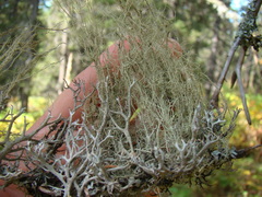 Usnea barbata