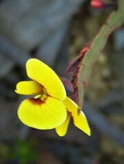 Bossiaea ensata