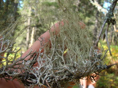 Usnea barbata