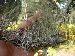 Usnea barbata