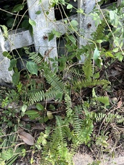 Nephrolepis cordifolia