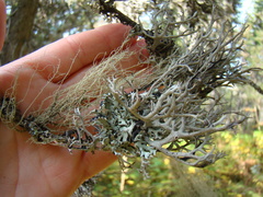Usnea barbata