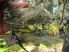 Usnea barbata