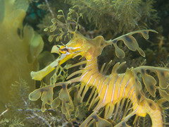 Phycodurus eques