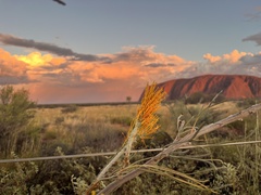 Grevillea eriostachya