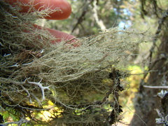 Usnea barbata