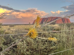 Grevillea eriostachya