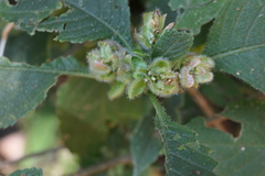 Strobilanthes heyneana