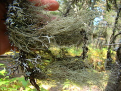 Usnea barbata
