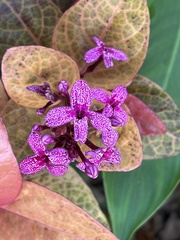 Pseuderanthemum carruthersii
