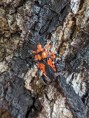 Tegea atropicta
