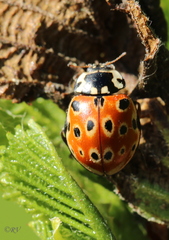Anatis ocellata