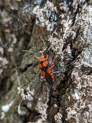 Tegea atropicta