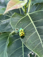 Chrysocoris