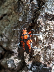 Tegea atropicta