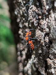 Tegea atropicta