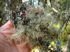 Pseudevernia