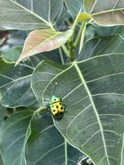 Chrysocoris