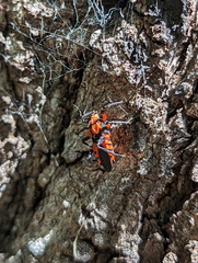Tegea atropicta