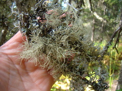 Usnea barbata