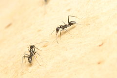 Iridomyrmex mayri