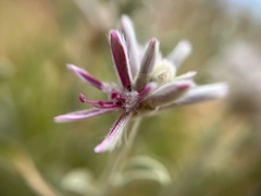 Ptilotus sessilifolius
