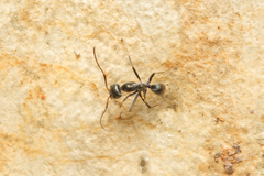 Iridomyrmex mayri