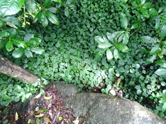 Plectranthus ciliatus