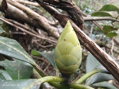Machilus leptophylla