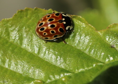 Anatis ocellata