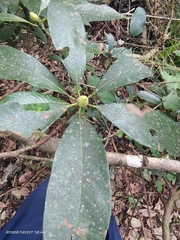 Machilus leptophylla