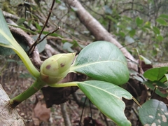 Machilus leptophylla