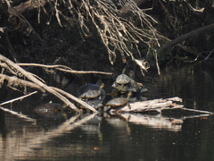 Trachemys hartwegi