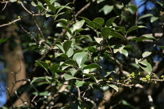 Memecylon umbellatum