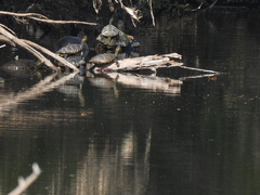 Trachemys hartwegi
