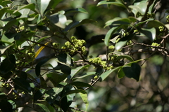 Memecylon umbellatum