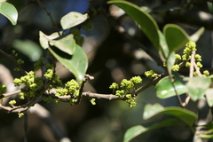 Memecylon umbellatum