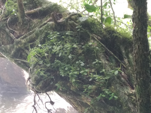 Peperomia retusa, photograph 1