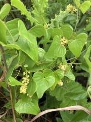 Dioscorea sylvatica