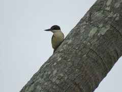 Todiramphus sanctus canacorum