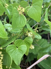 Dioscorea sylvatica