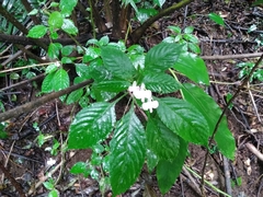 Impatiens hochstetteri