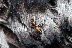 Opisthopsis picta