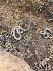 Aprasia parapulchella